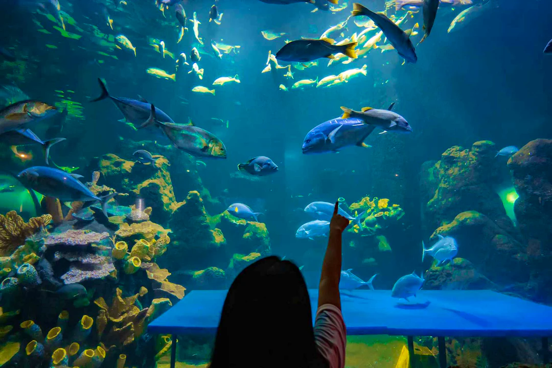 Sea World Ancol Tickets
